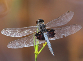 Martha's Pennant
